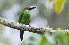 Southern Emerald-Toucanet